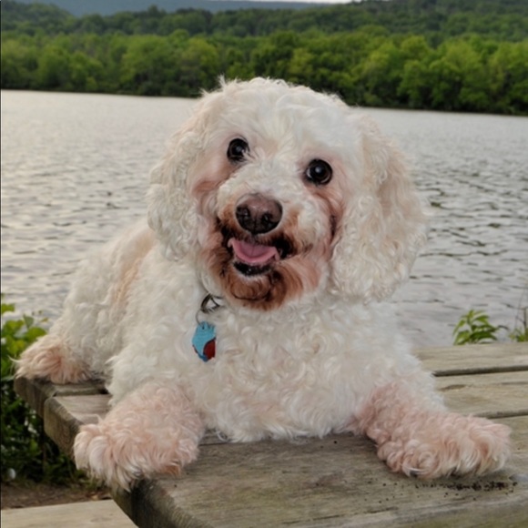 Meet your Posher, Heather - Picture 3 of 5